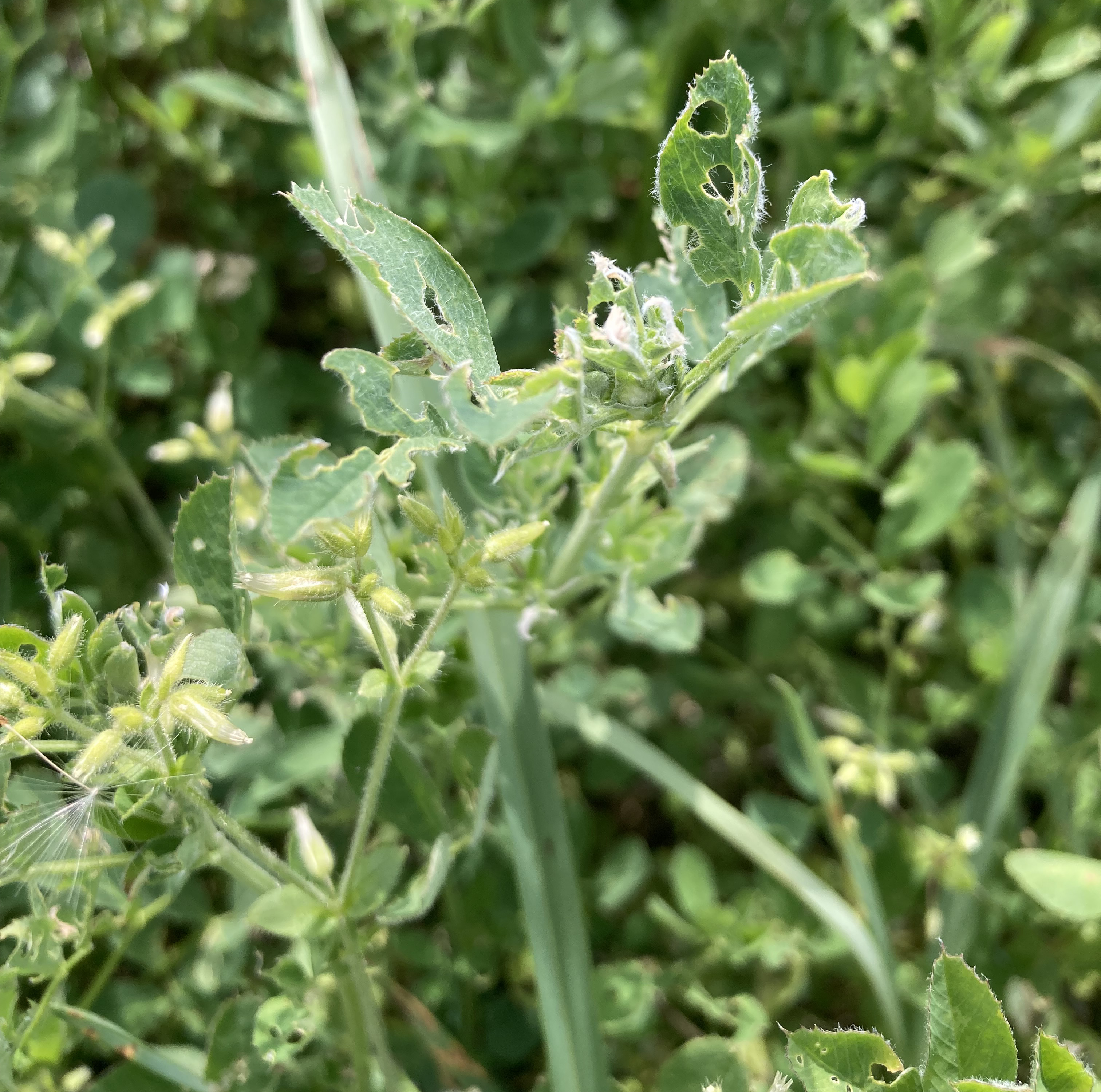 26 alfalfa weevil more.jpeg